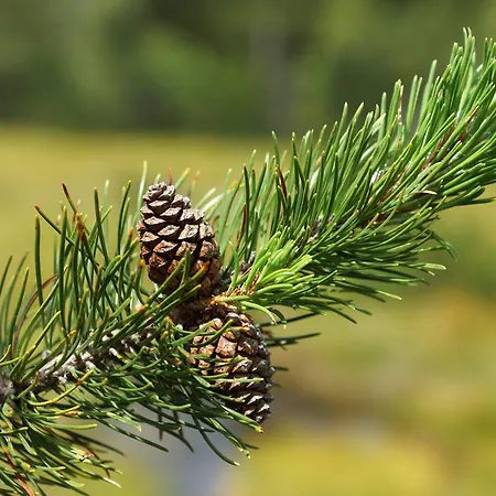 Отель Boedele Alpenhotel Шварценберг-им-Брегенцервальд