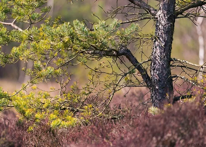 Hotel Boedele Alpenhotel 3*